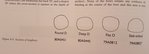 Bogenprofile.jpg (94.94 KiB) 4885 mal betrachtet Quelle: Weapons of Warre - Part 2, published 2011 by the Mary Rose Trust Ltd