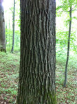 Baum1.jpg