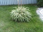 IMG00088-20101003-1143.jpg