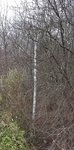 Birke Habitat.jpg (408.46 KiB) 17219 mal betrachtet Birke Habitat