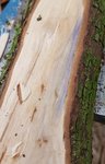 Hartriegel Bläue.jpg (253.18 KiB) 17092 mal betrachtet Bläue (tolle Farbe) - aber das Holz ist trotz Pilz noch sehr zäh