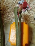 IMG_20180103_165000.jpg (241.95 KiB) 14677 mal betrachtet Da ich gerade einen leichten Hexenschuss habe kam die Axt statt des Ziehmessers zu Einsatz, ist weniger anstrengend.