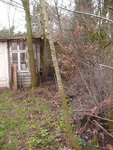 Ulme im Habitat