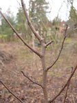 Ulmenzweig mit Knospen