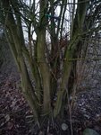 Der Stamm