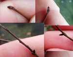 Knospen