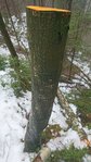 Baum 1