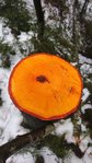 Baum 1