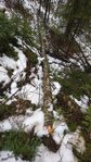 Baum 1