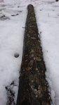 Baum 2