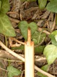 SIMG0955.JPG