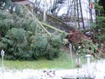 CIMG7495_klein.JPG (712.46 KiB) 2953 mal betrachtet Umgewehte Fichten im Garten
