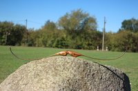 IMG_1425.JPG