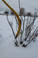 Recurve_Detail2.jpg