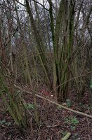 20190101_133514.jpg (829.52 KiB) 13540 mal betrachtet Das Haselnuss-Habitat