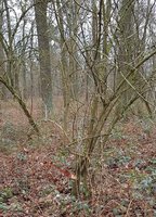 20190101_144828.jpg (1006.93 KiB) 13539 mal betrachtet Das Holunder-Habitat