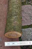 Traubenkirschenrinde und Durchmesser