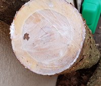 schön viel Kernholz