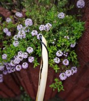 DSC00055.jpg