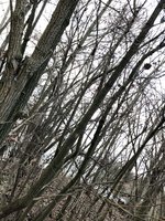 Es geht um den, der von links unten bis in die rechte obere Ecke läuft.