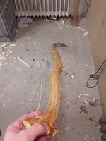 Bildle vom Bogenrücken