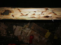 Insektenbefall der Hainbuche