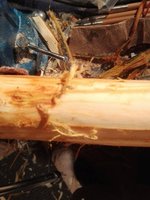 Den Bast abschaben mit dem Taschenmesser.