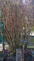 Das Amselnest im Strauch oben links ist seit dem Besuch des Marders nicht mehr bewohnt... Strauchdieb!
