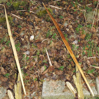 02 EsKiBo Rücken- und Bauchansicht.jpg