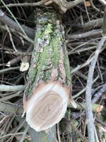 IMG_1018-min.JPG (755.47 KiB) 5483 mal betrachtet Schnittfläche poliert und mit Leinöl eingerieben.