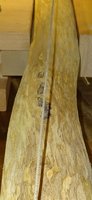 Goldregen 140cm Wunde Roh.JPG