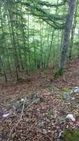 Der TomTom sucht einen Baum