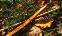 Recurve