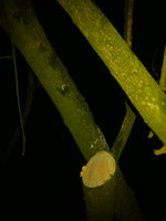 Pfaffenhütchen 6cm