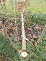 DSCN0676.JPG (484.96 KiB) 12994 mal betrachtet abgesägt mit dieser Säge, das erste mal geschnauft im neuen Jahr