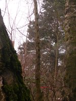 P1190663.JPG (372.57 KiB) 11735 mal betrachtet Ulmenstängel im Habitat