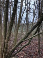 Hier ist der Hasel (Durchmesser unten ca 8cm)