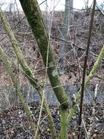 Hier noch mit den Ästchen, ist also roter Hartriegel