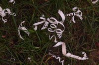 P1190719.JPG (388.94 KiB) 11215 mal betrachtet Ulmenlöckchen