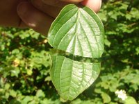 Hartriegel Blatt 2.jpg