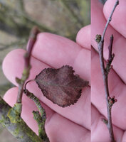 Knospe und Blatt