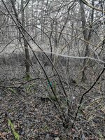 Traubenkirsche im Habitat.jpg (959.83 KiB) 3246 mal betrachtet Traubenkirsche im Habitat