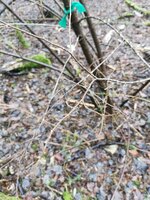 Zweig der Traubenkirsche