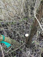 Hartriegel abgesägt