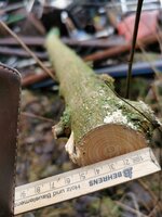 Hartriegel im Anschnitt oben