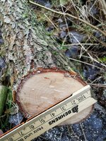 Hartriegel im Anschnitt unten