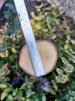 Weißdorn Anschnitt unten