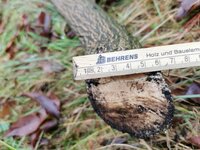 Pfaffenhütchen unten