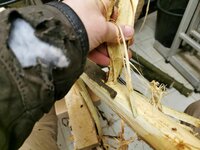 Die Rinde ließ sich leicht abziehen und abkratzen.