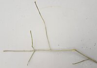 dünner Ast.jpg (1.52 MiB) 7235 mal betrachtet ein Ästchen